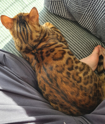 Simba und Felix, Bengal - Kater