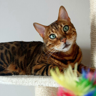 Simba und Felix, Bengal - Kater