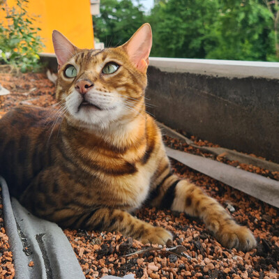 Simba und Felix, Bengal - Kater