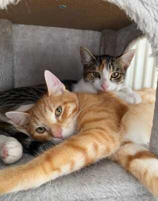 Simba und Mezy, Mischling Jungtier - Katze