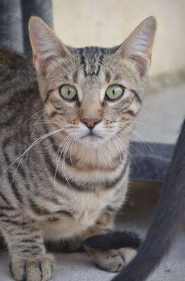 Simbad, Europäisch Kurzhaar - Kater
