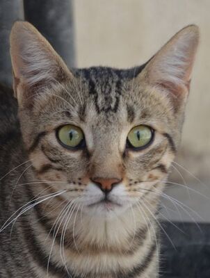 Simbad, Europäisch Kurzhaar - Kater
