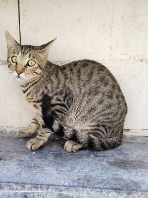 Simbad, Europäisch Kurzhaar - Kater