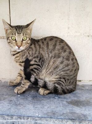 Simbad, Europäisch Kurzhaar - Kater