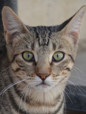 Simbad, Europäisch Kurzhaar - Kater