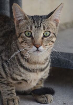 Simbad, Europäisch Kurzhaar - Kater