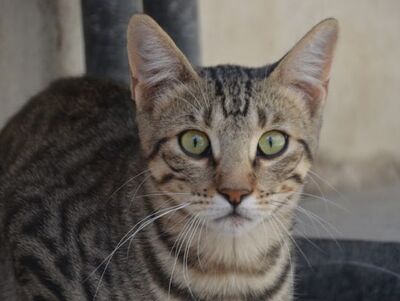 Simbad, Europäisch Kurzhaar - Kater