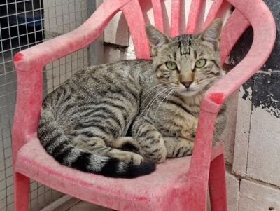 Simbad, Europäisch Kurzhaar - Kater