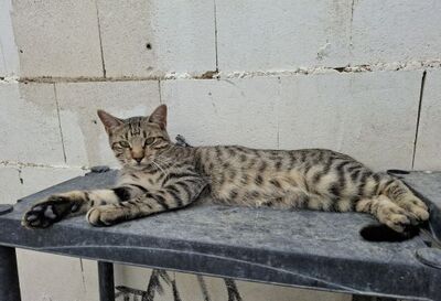 Simbad, Europäisch Kurzhaar - Kater