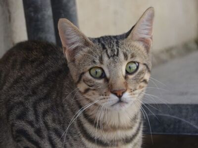 Simbad geb. Januar 2025, Europäisch Kurzhaar - Kater