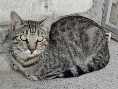 Simbad geb. Januar 2025, Europäisch Kurzhaar - Kater
