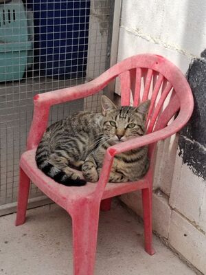 Simbad geb. Januar 2025, Europäisch Kurzhaar - Kater