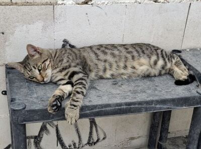 Simbad geb. Januar 2025, Europäisch Kurzhaar - Kater