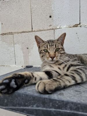Simbad geb. Januar 2025, Europäisch Kurzhaar - Kater