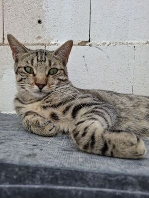 Simbad geb. Januar 2025, Europäisch Kurzhaar - Kater