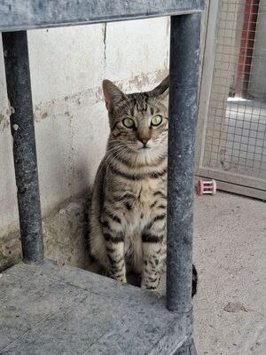 Simbad geb. Januar 2025, Europäisch Kurzhaar - Kater