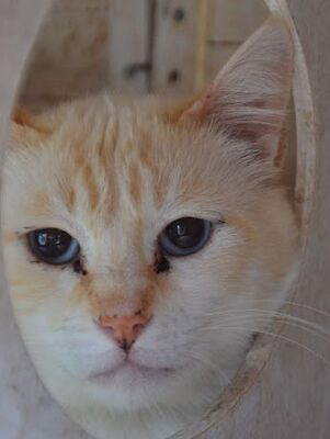 Simon, Europäisch Kurzhaar - Kater