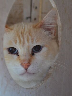 Simon, Europäisch Kurzhaar - Kater