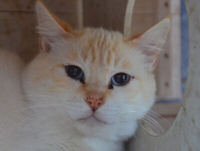 Simon, Europäisch Kurzhaar - Kater