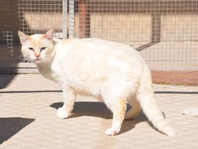 Simon, Europäisch Kurzhaar - Kater