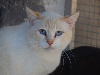 Simon, Europäisch Kurzhaar - Kater
