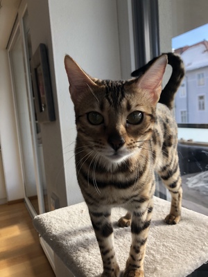 Sina, Bengalen Jungtier - Katze