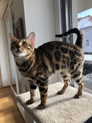 Sina, Bengalen Jungtier - Katze