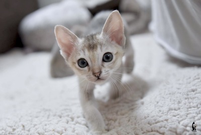 Singapura - Kater