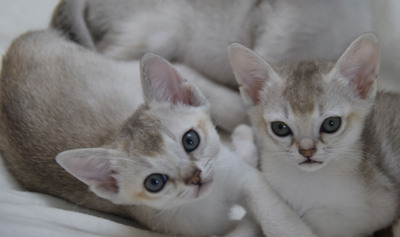 Singapura - Kater