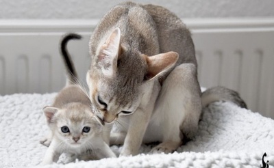 Singapura - Kater