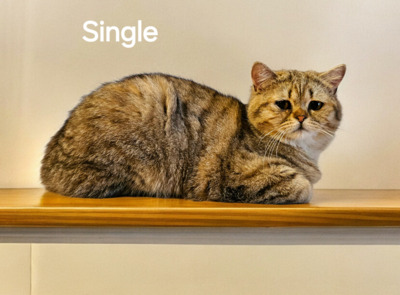 Single, Britisch Kurz Haar Jungtier - Kater