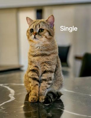 Single, Britisch Kurz Haar Jungtier - Kater