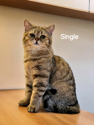 Single, Britisch Kurz Haar Jungtier - Kater