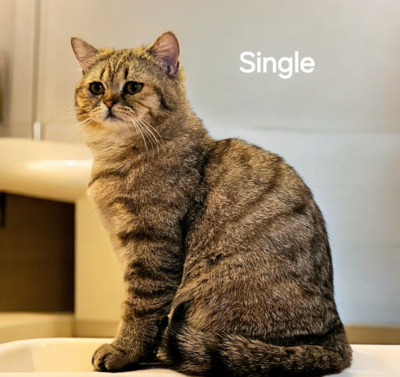 Single, Britisch Kurz Haar Jungtier - Kater