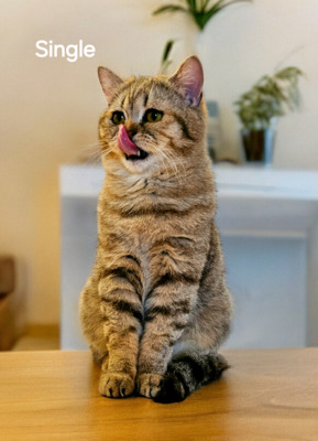 Single, Britisch Kurzhaar Jungtier - Kater