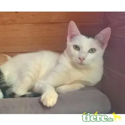 Sira, Ich suche liebevolles Zuhause - Katze