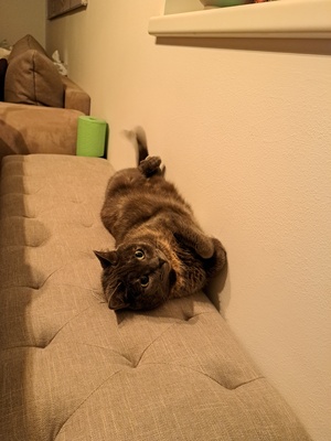 Sissi, Mischling - Katze