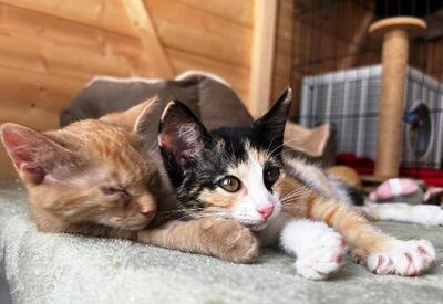 Sissi und Flice, EKH Jungtier - Katze