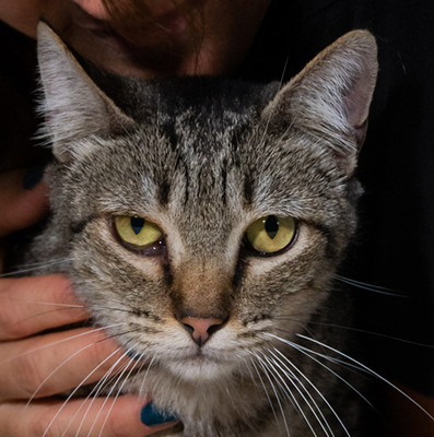 Skali - ein bildhübscher Kater, Mix - Kater