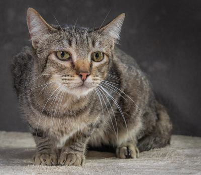 Skali - ein bildhübscher Kater, Mix - Kater