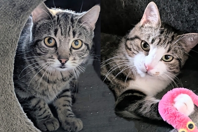 Sky und Stormy, Europäisch Kurzhaar Jungtier - Katze