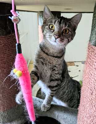 Sky und Stormy, Europäisch Kurzhaar Jungtier - Katze