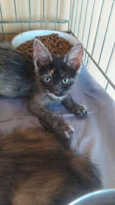 Smilla, Mischling Jungtier - Katze