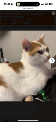 Smokey und Würmchen, HAUSKATZE - Kater