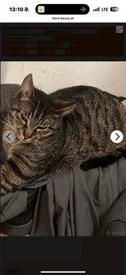 Smokey und Würmchen, HAUSKATZE - Kater