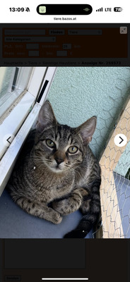 Smokey und Würmchen, HAUSKATZE - Kater