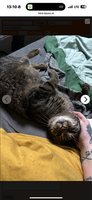 Smokey und Würmchen, HAUSKATZE - Kater