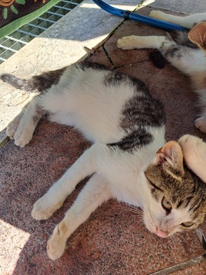 Snacky, Bauernhofkater Jungtier - Kater 1