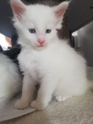 Snowball & Snowman & Snowflake & Frosty & Chimny Sweeper, Maine coon Jungtier - Kater