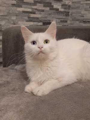 Snowflake, Maine Coon - Katze